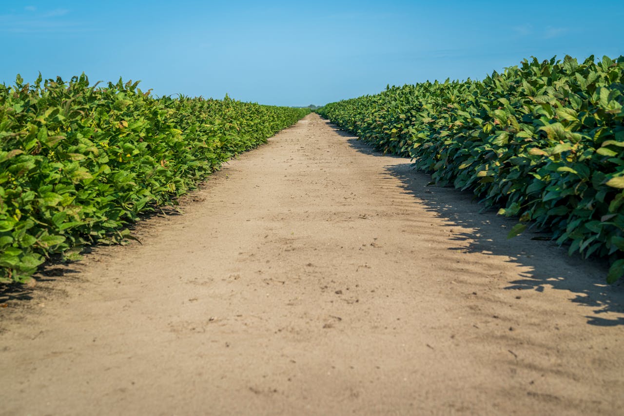 A beautiful agricultural field with lush green plants along a dirt pathway under a clear blue sky.